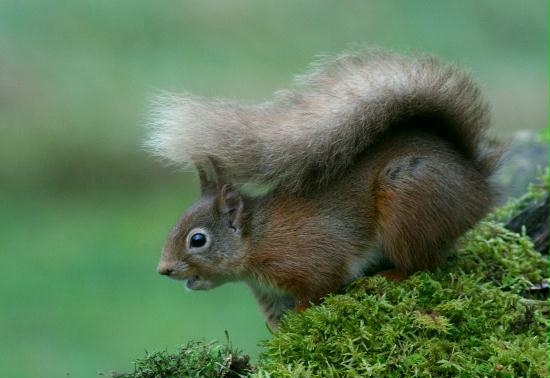 Red Squirrel <i>Sciurus vulgaris</i>